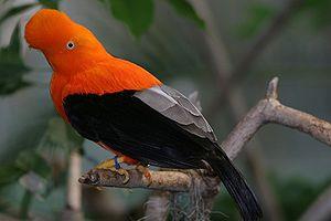 Andean Cock-of-the-rock