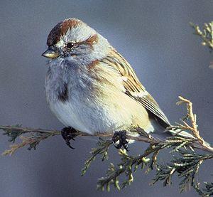 American sparrow