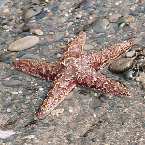 Eleutherozoa