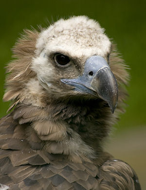 Cinereous Vulture