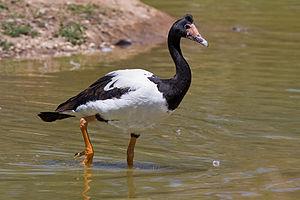 Anseriformes