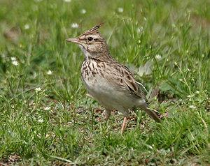 Crested Lark