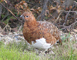 Willow Ptarmigan