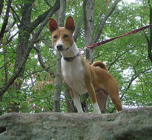 Basenji