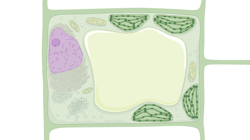 Pflanzliche Zelle (Normal)