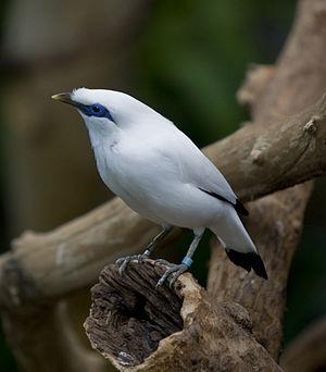 Bali Myna