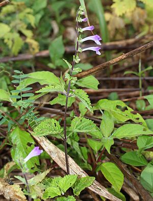 Scutellaria