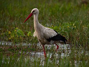White Stork