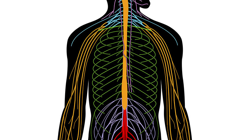 Peripheres Nervensystem (Schwer)