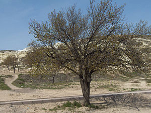 Prunus armeniaca