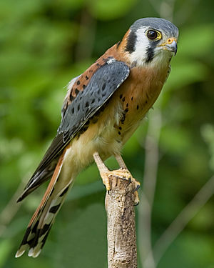 American Kestrel