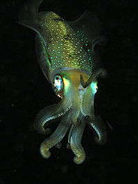 Cephalopoda