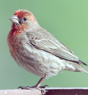 American rosefinch