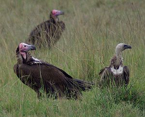 Old World vulture