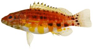 Serranus