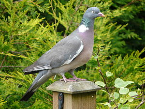 Common Wood Pigeon