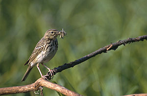 Tree Pipit