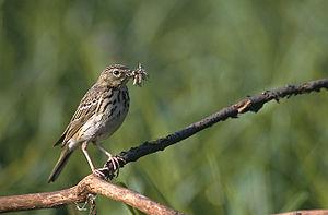 Tree Pipit