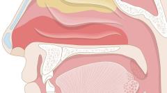 Sistema olfactiu: El nas (Secundària-Batxillerat)