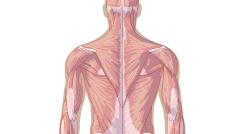 Muskulatur, Rückseite (Normal)