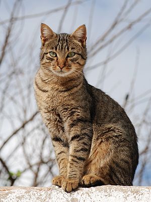 Gato atigrado