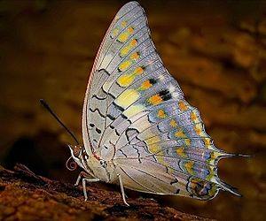 Charaxes (animal)