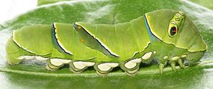 Larva