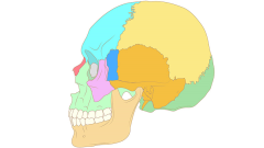 Esqueleto cráneo lateral