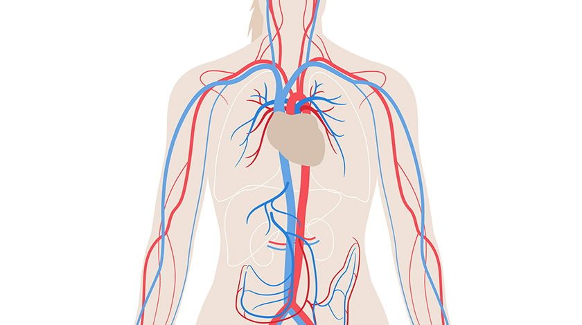 ¿Sabes donde se encuentran las venas y arterias del aparato circulatorio?