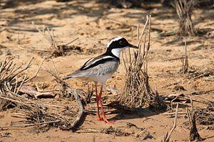 Pied Plover