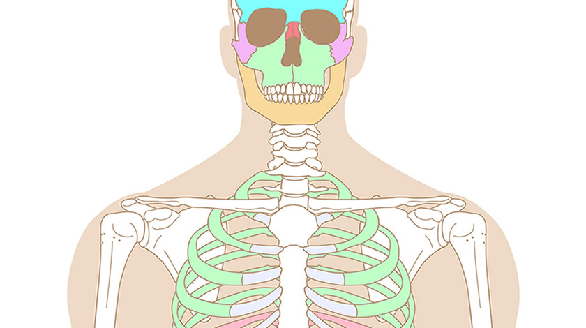 Esqueleto humano, vista frontal (Fácil)