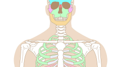 Esqueleto humano, vista de fronte (Primaria)