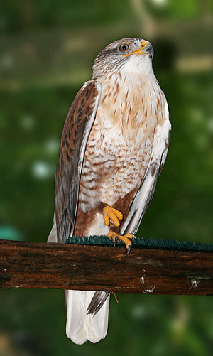 Ferruginous Hawk