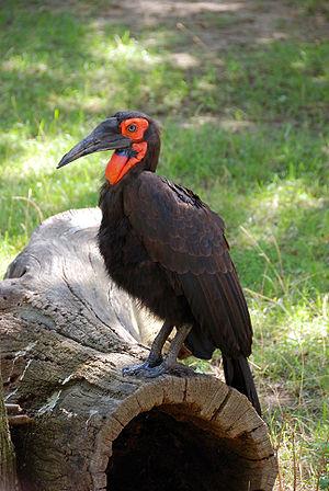 Southern Ground Hornbill