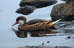 White-cheeked Pintail