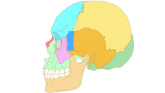 Ossa del cranio, sezione trasversale (Medio)