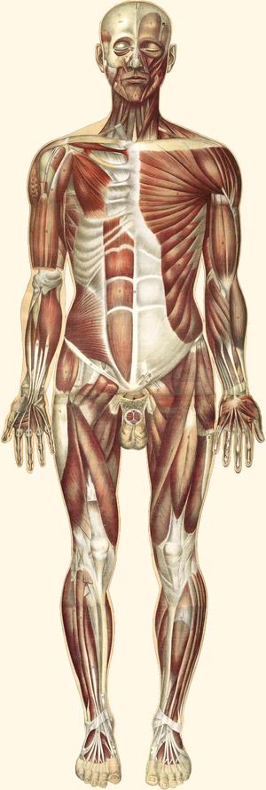 Sistema muscular