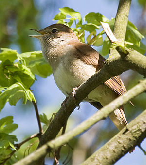 Common Nightingale