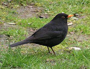 Turdus