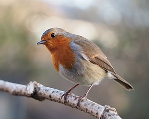 Erithacus rubecula