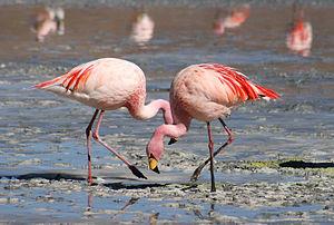 Phoenicopteriformes