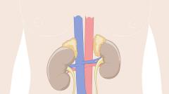 Urinary system (Normal)