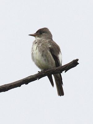 Olive-sided Flycatcher