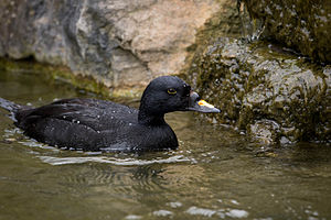 Common Scoter