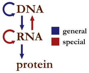 Dogma central de la biología molecular