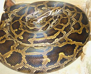 Python (genus)