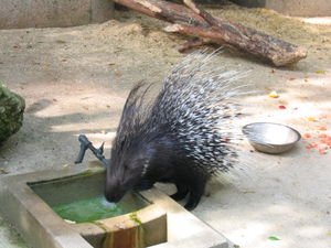 Hystrix (porcupine)