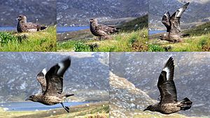 Great Skua