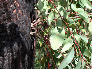 Eucalypt