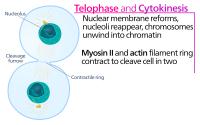 Telofase